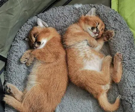 registered caracal kitten available