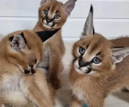 registered caracal kitten available