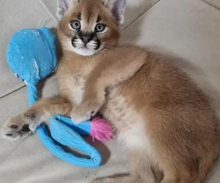 registered caracal kitten available