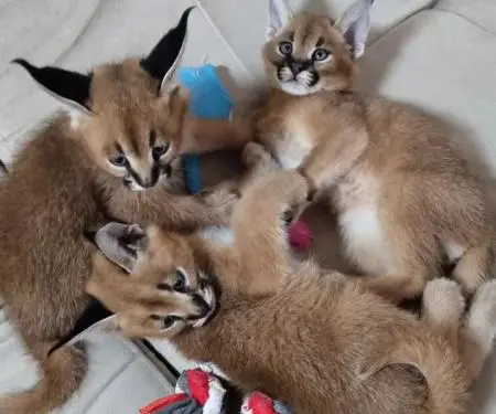 registered caracal kitten available