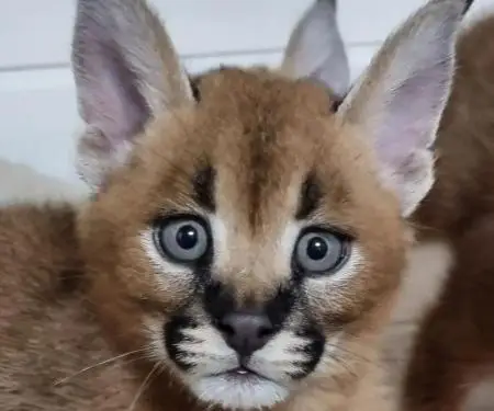registered caracal kitten available