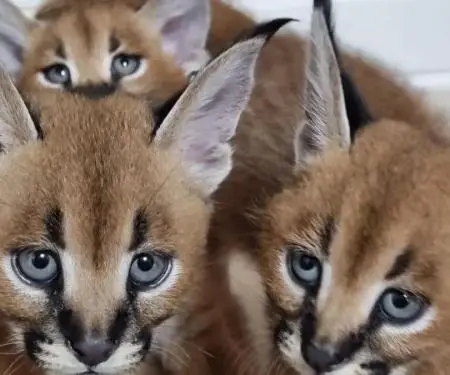 registered caracal kitten available - 6