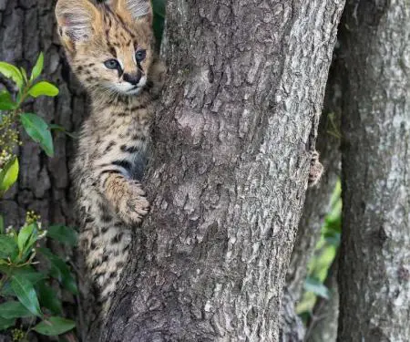 Kotele Serval në shitje