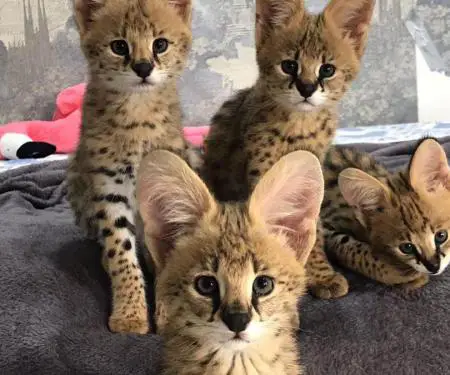 Kotele Serval në shitje