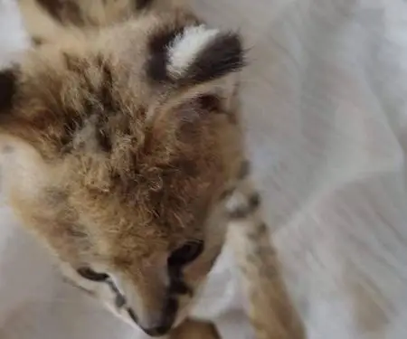 Kotele Serval në shitje - 6