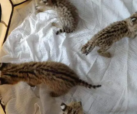 Kotele Serval në shitje - 7