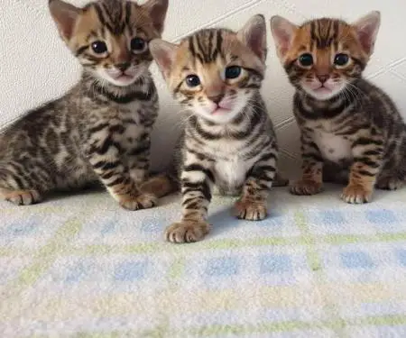 Kotele të adhurueshme të Bengalit në dispozicion për adoptim