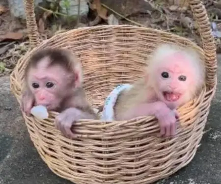 majmuni kapuçin dhe marmoset