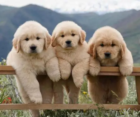 Qenushët e racës Golden Retriever janë në shitje.