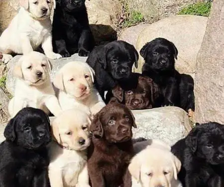 Labrador Retriever për shitje