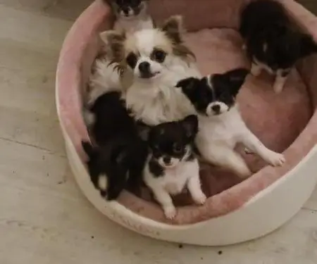 Këlyshë Chihuahua të mrekullueshëm