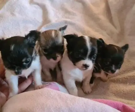 Këlyshë chihuahua për rivendosje në shtëpi. Pjellë mahnitëse prej 4 këlyshësh chihuahua.