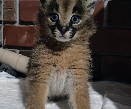 Kotele karakal në shitje - 2