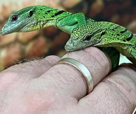 Monitor pemësh të gjelbra për shitje