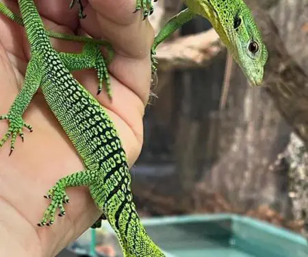 Monitor pemësh të gjelbra për shitje