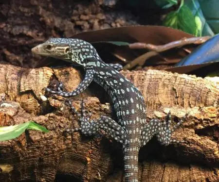 Hardhucë monitoruese blu e pemëve në shitje