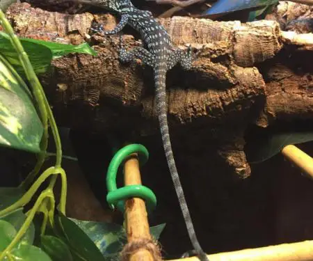 Hardhucë monitoruese blu e pemëve në shitje