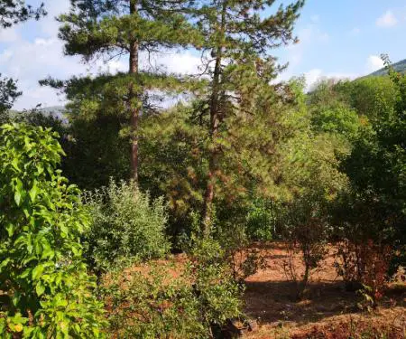 Po shes një shtëpi dhe një familje rurale në vendbanimin Prosek pranë qytetit të Nishit - 7