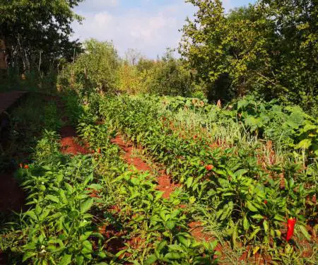 Po shes një shtëpi dhe një familje rurale në vendbanimin Prosek pranë qytetit të Nishit - 8