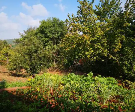 Po shes një shtëpi dhe një familje rurale në vendbanimin Prosek pranë qytetit të Nishit - 9