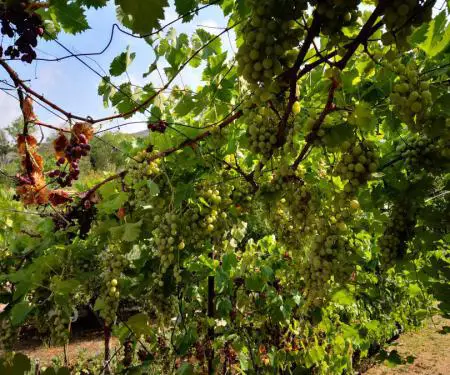 Po shes një shtëpi dhe një familje rurale në vendbanimin Prosek pranë qytetit të Nishit - 10
