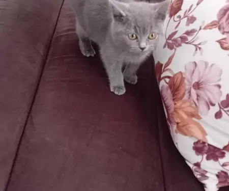 Mace british shorthair