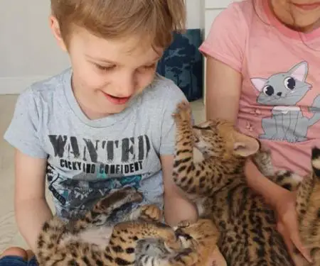 Në dispozicion kotele Savannah, serval, karakal