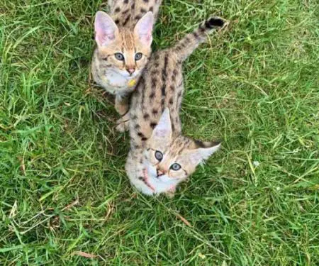 Në dispozicion kotele Savannah, serval, karakal