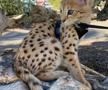 Në dispozicion kotele Savannah, serval, karakal