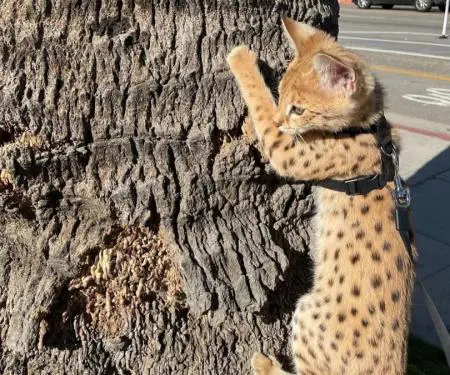 Në dispozicion kotele Savannah, serval, karakal