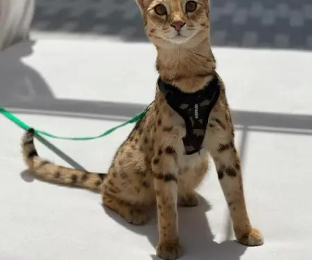 Në dispozicion kotele Savannah, serval, karakal