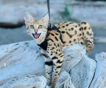 Në dispozicion kotele Savannah, serval, karakal - 6