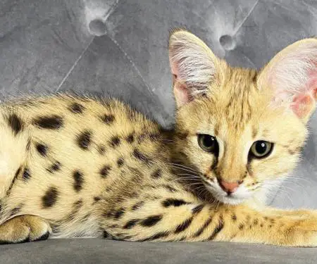 Në dispozicion kotele Savannah, serval, karakal - 7