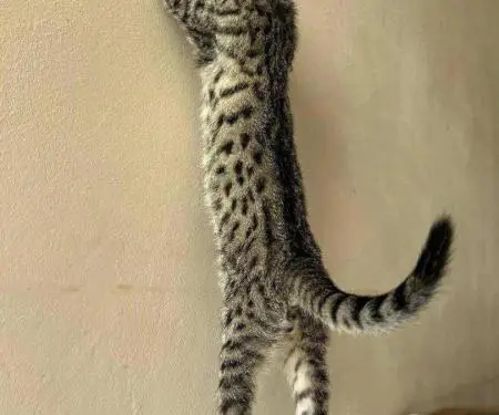 Në dispozicion kotele Savannah f4, f5, f6 - 6