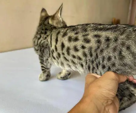 Në dispozicion kotele Savannah f4, f5, f6 - 7