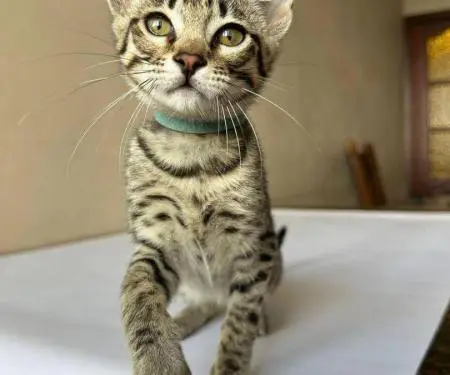 Në dispozicion kotele Savannah f4, f5, f6 - 8