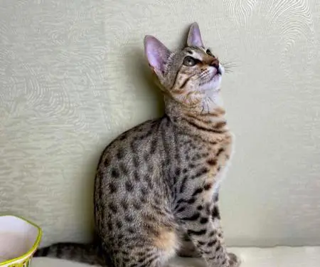 Në dispozicion kotele Savannah f4, f5, f6 - 9