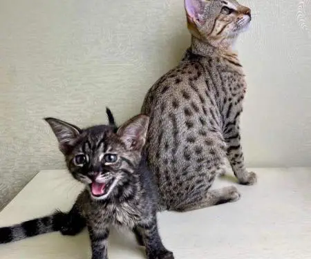 Në dispozicion kotele Savannah f4, f5, f6 - 10