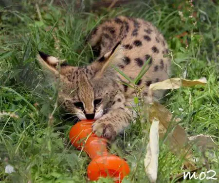 Kotele Serval në dispozicion për shitje