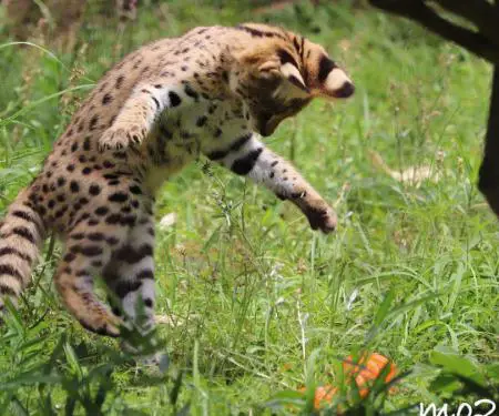 Kotele Serval në dispozicion për shitje