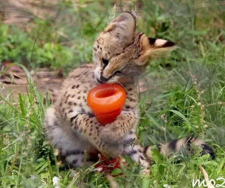 Kotele Serval në dispozicion për shitje