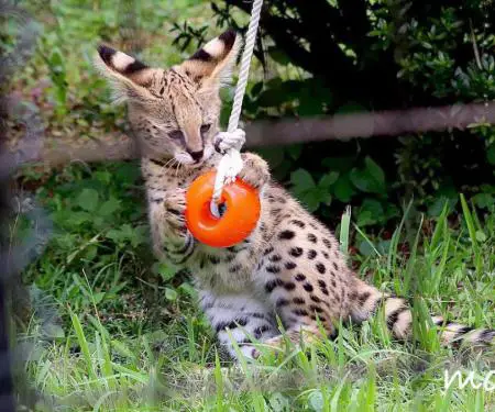 Kotele Serval në dispozicion për shitje