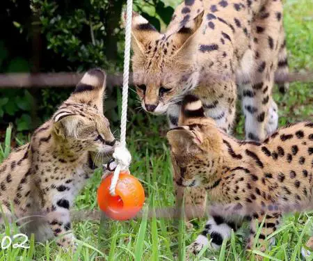 Kotele Serval në dispozicion për shitje - 7