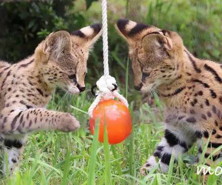 Kotele Serval në dispozicion për shitje - 8