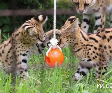 Kotele Serval në dispozicion për shitje - 9