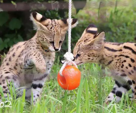 Kotele Serval në dispozicion për shitje - 10