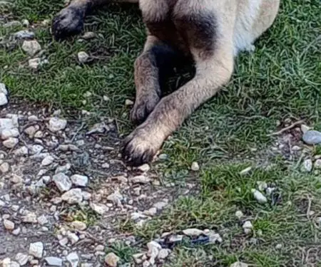 shitet kelyshe femer Belgian Malinois