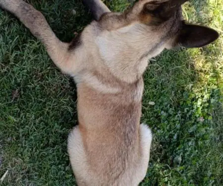 shitet kelyshe femer Belgian Malinois