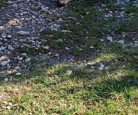 shitet kelyshe femer Belgian Malinois