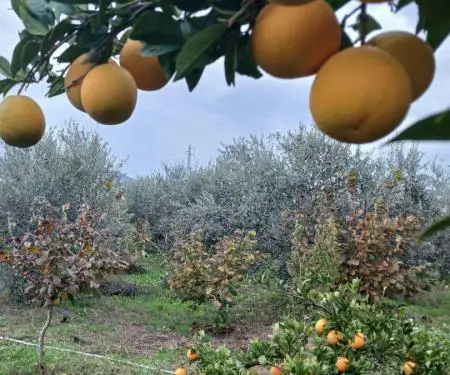 Super Mundësi! Shitet Tokë me një shtëpizë të vogël OKAZION! - 6